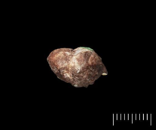 Productus lobatus J. Sowerby - B 47995