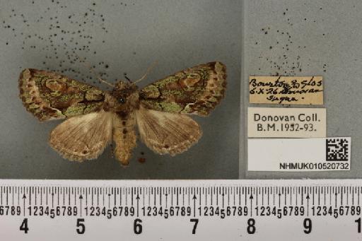 Allophyes oxyacanthae (Linnaeus, 1758) - NHMUK_010520732_574281