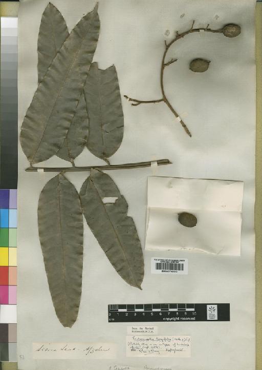 Trichoscypha longifolia (Hook.f.) Engl. - BM000796543