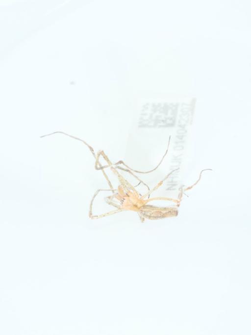 Tetragnatha Latreille, 1804 - 014042307_4