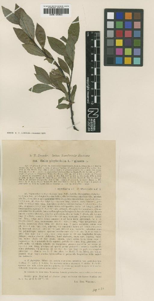 Salix myrsinites L. - BM001066926