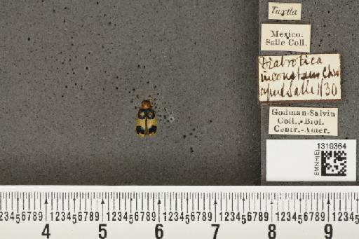 Diabrotica pulchella (Jacquelin du Val, 1857) - BMNHE_1319364_20339