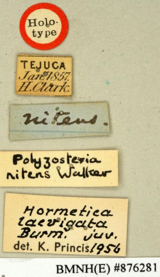 Polyzosteria nitens Walker, 1868 - Polyzosteria nitens Walker, F, 1868, unsexed, holotype, labels. Photographer: Edward Baker. BMNH(E)#876281