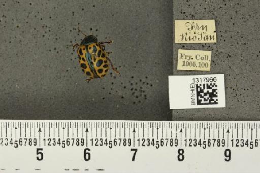 Calligrapha (Calligrapha) polyspila (Germar, 1821) - BMNHE_1317966_17475