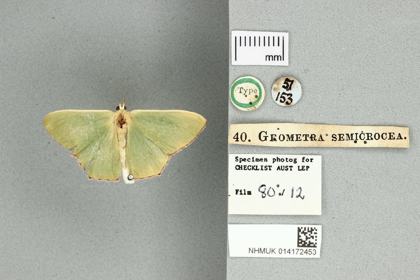 Prasinocyma semicrocea