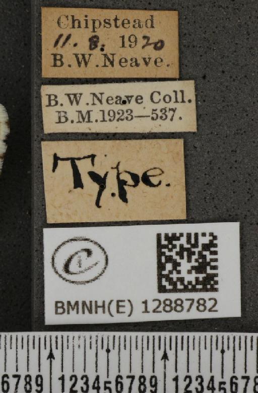 Lysandra coridon (Poda, 1761) - BMNHE_1288782_label_127279