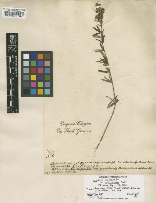Lespedeza angustifolia (Pursh) Elliott - BM000098028