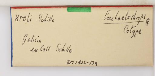 Baliothrips kroli (Schille, 1911) - 014303410_additional