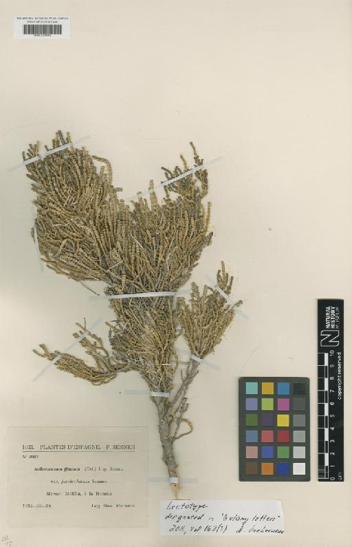 Arthrocnemum macrostachyum (Moric.) K.Koch - BM001209069