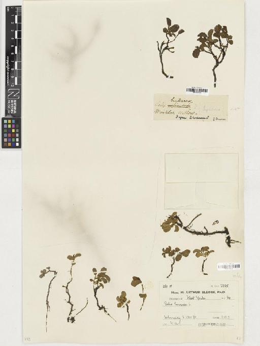 Salix herbacea L. - BM001165261