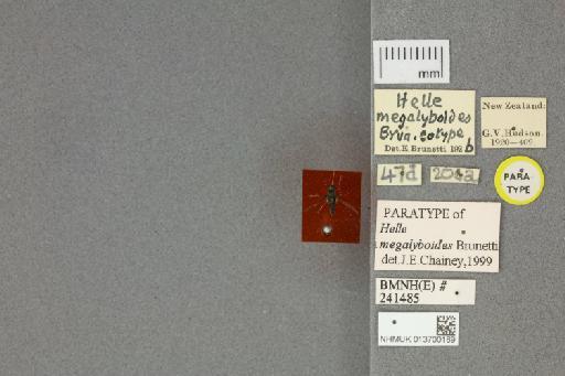 Africaterphis megalyboides (Brunetti) - 013700189_Africaterphis_megalyboides_PT_Labels