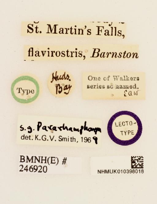 Rhamphomyia flavirostris Walker, 1849 - 010398018-Rhamphomya_flavirostris-labels1