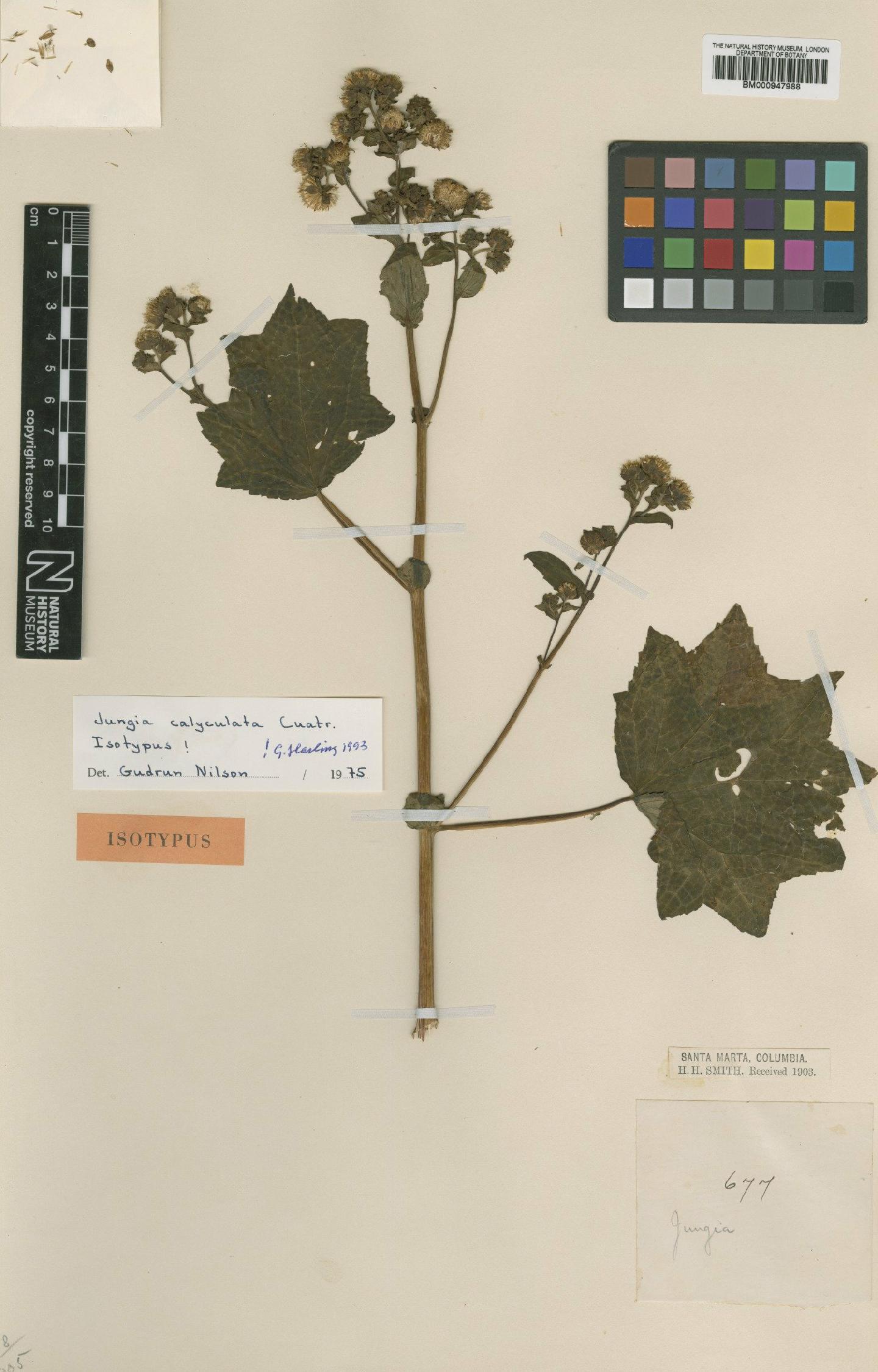 To NHMUK collection (Jungia calyculata Cuatrec.; Isotype; NHMUK:ecatalogue:621248)