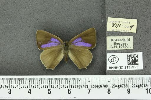 Neozephyrus quercus ab. caerulescens Lempke, 1936 - BMNHE_1135953_94047