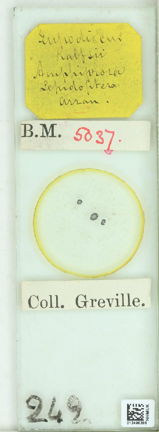 Eupodiscus ralfsii W.Sm. - 013496388_243118_4514084-NonType