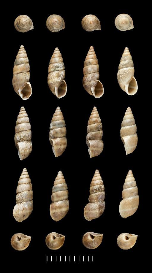 Bulinus eschariferus Sowerby, 1833 - 1973051.1-2, LECTOTYPE, Nassa melanoides Reeve,