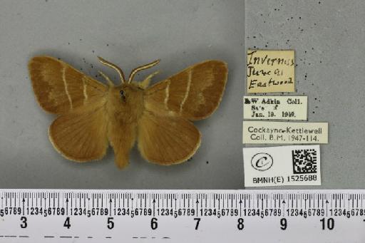 Macrothylacia rubi (Linnaeus, 1758) - BMNHE_1525688_196297
