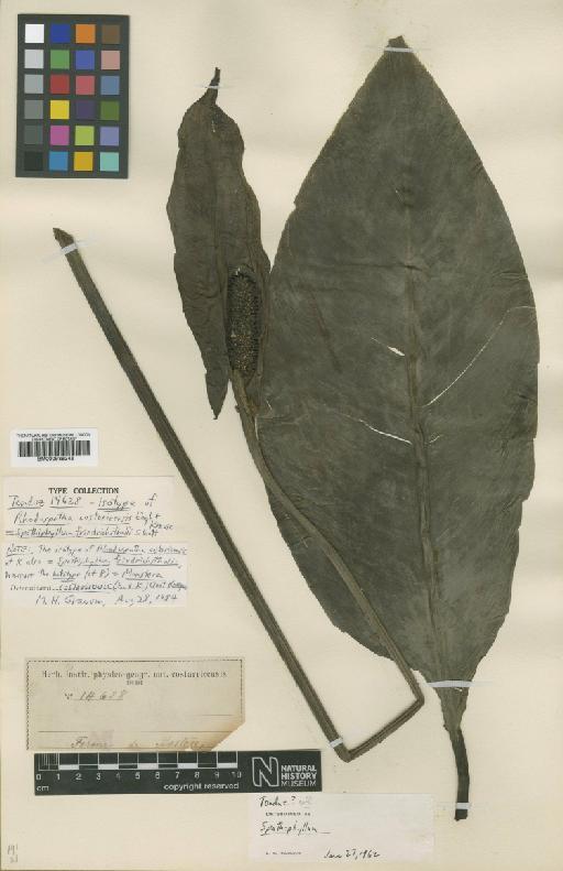 Spathiphyllum friedrichsthalii Schott - BM000938248