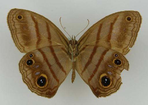 Euptychia batesii Butler, 1867 - BMNH(E)_ 1266947_Magneuptychia_(Euptychia)_harpyia_batesii_Butler_T_male_ (3)