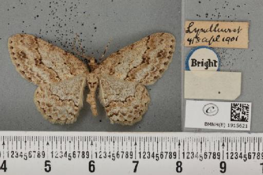 Ectropis crepuscularia (Denis & Schiffermüller, 1775) - BMNHE_1915621_482312