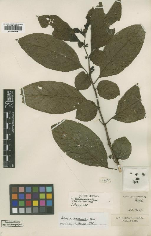 Solanum leucocarpon Dunal - BM000815939