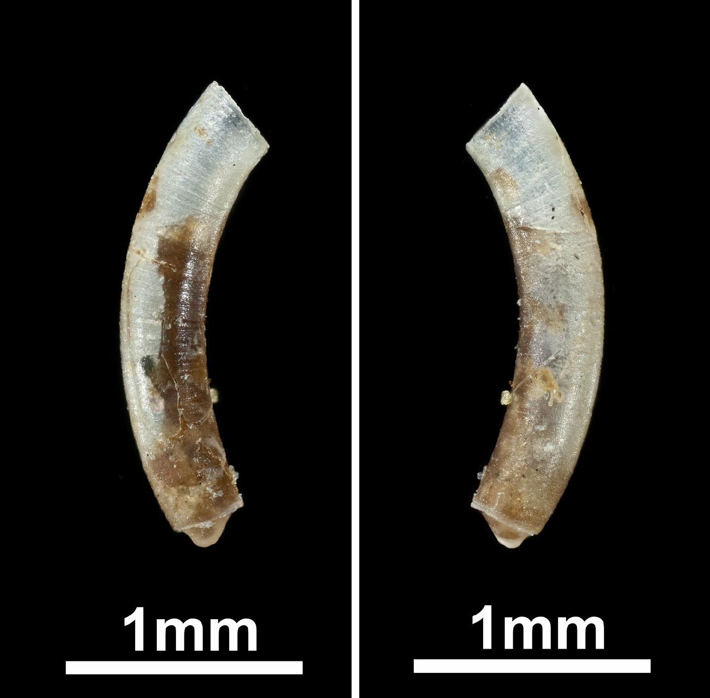 To NHMUK collection (Caecum dextroversum Carpenter, 1857; SYNTYPE(S); NHMUK:ecatalogue:2649315)