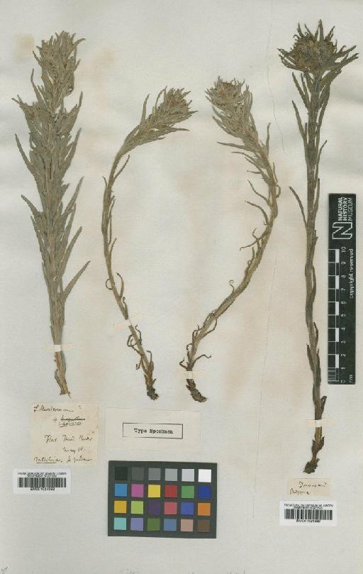 Lithospermum pilosum Nutt. - BM001024969