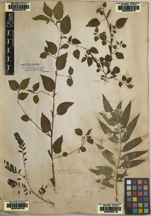 Phyllanthus urinaria L. - BM000628188