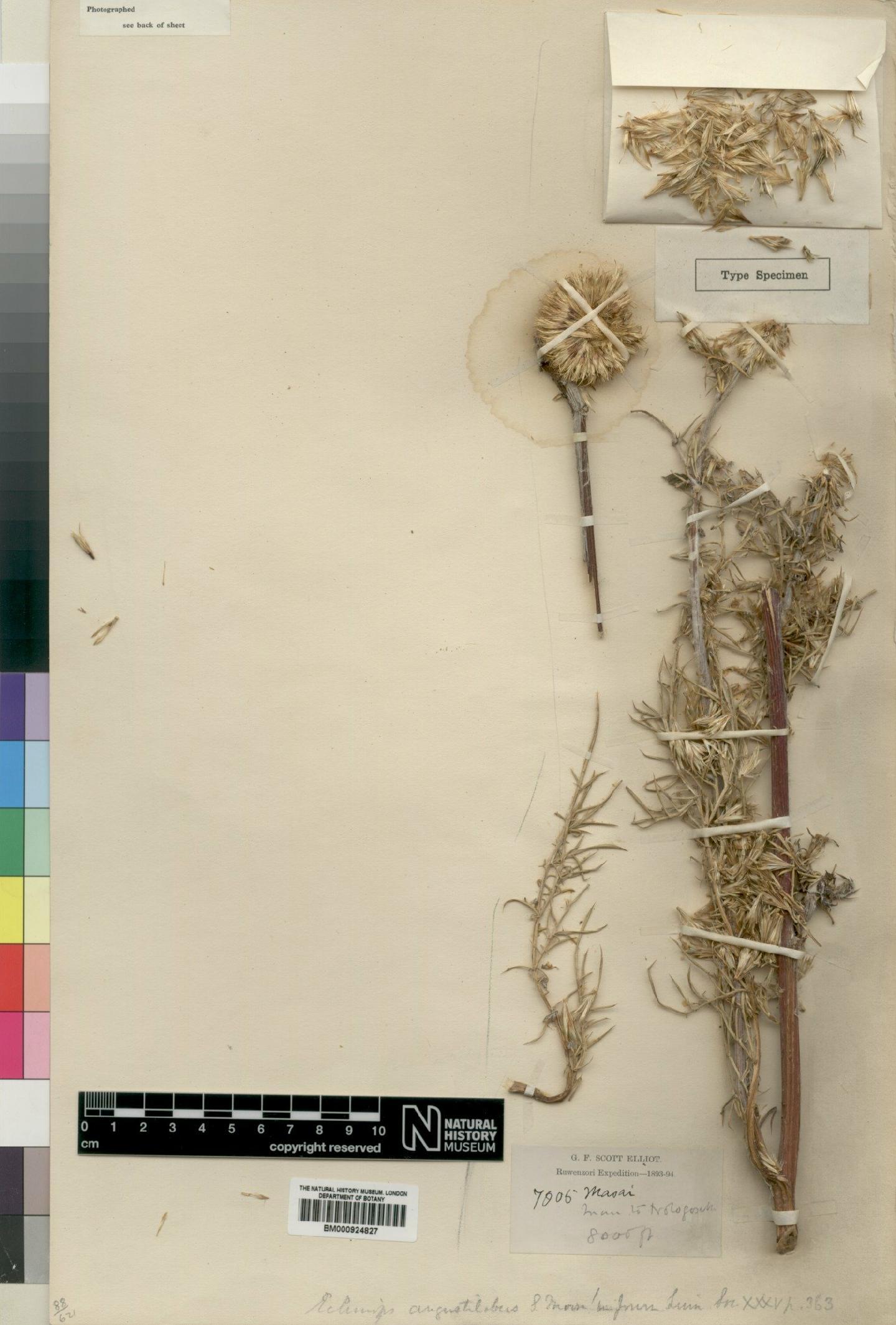 To NHMUK collection (Echinops angustilobus Moore; Type; NHMUK:ecatalogue:4553594)