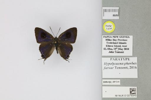 Hypolycaena phorbas furvae Tennent, 2016 - 013376846_Hypolycaena_phorbas_furvae_Tennent_2016_PT