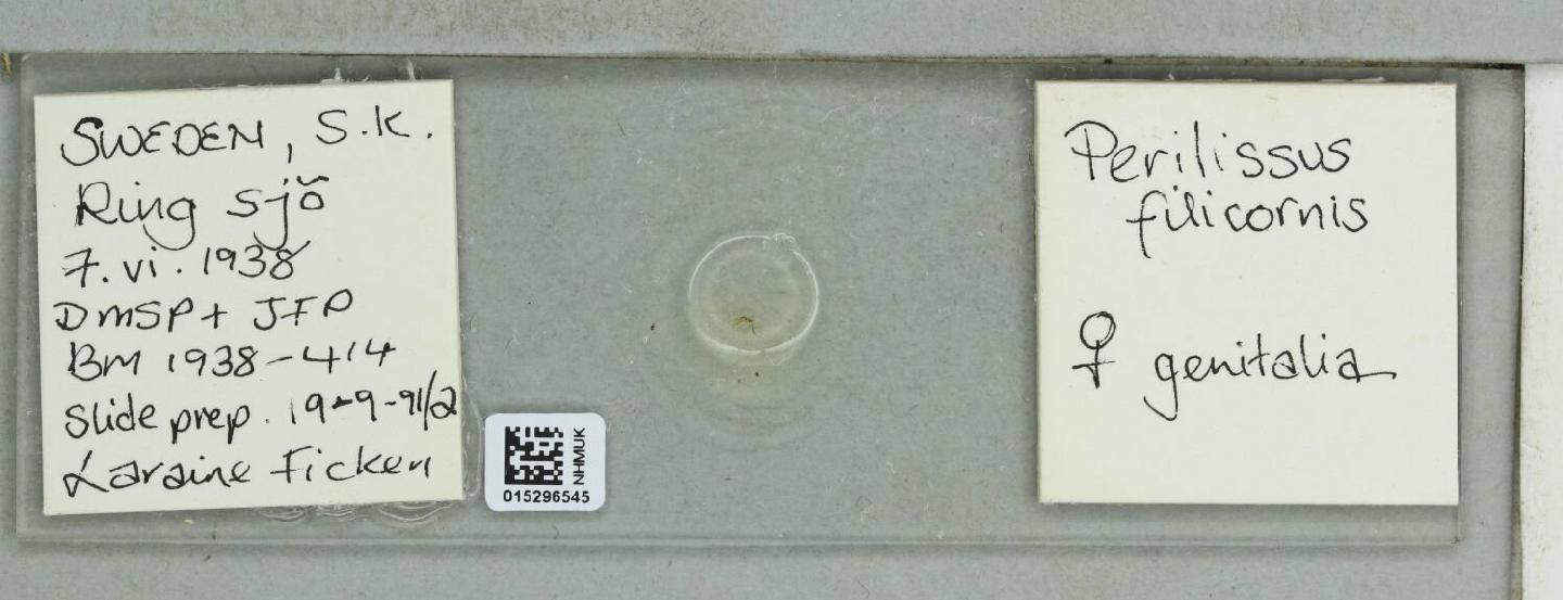 Perilissus variator