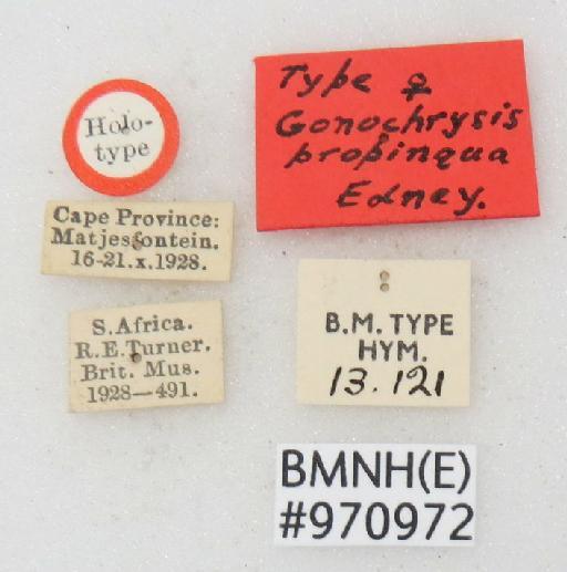 Chrysis propinqua Edney, 1952 - Chrysis_propinqua-BMNH(E)#970972_type-labels