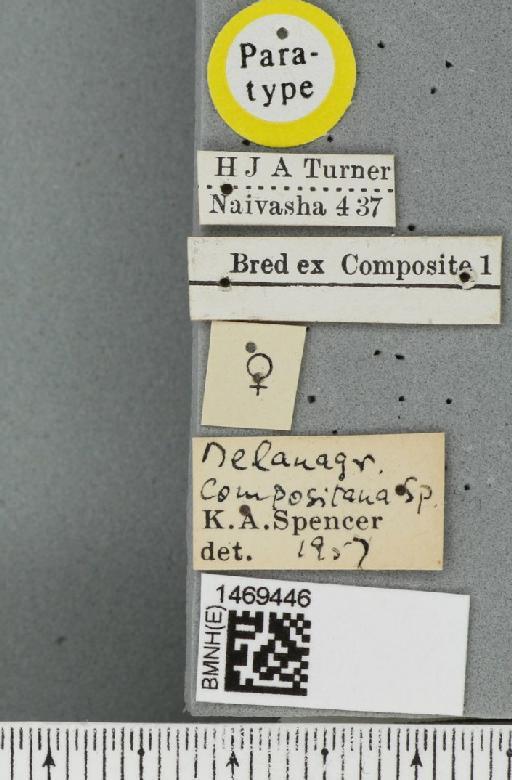 Melanagromyza compositana Spencer, 1959 - BMNHE_1469446_label_45206