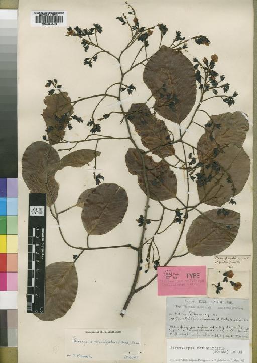 Pterocarpus rotundifolius (Sond.) Druce - BM000842420