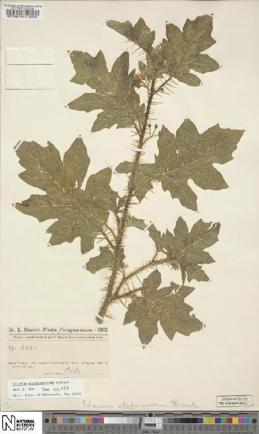 Solanum atropurpureum Schrank - BM000087521
