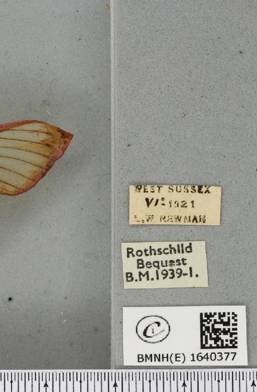 Deilephila elpenor (Linnaeus, 1758) - BMNHE_1640377_label_206490