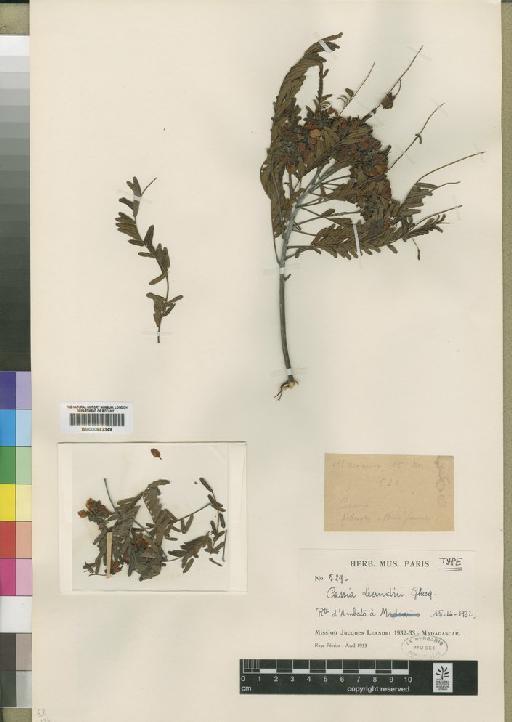 Cassia leandrii Ghesquière - BM000842349