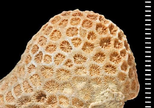 Stephanocoenia duncani - Fossil Coral AZ3120