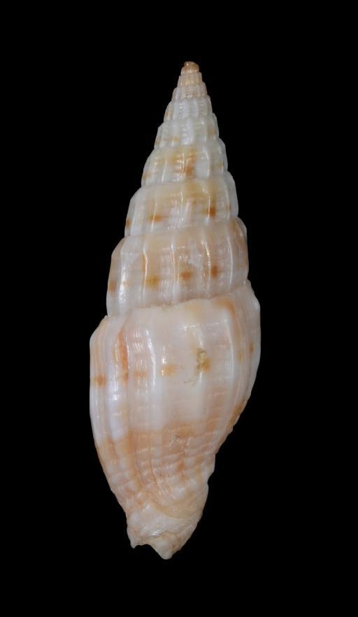 Mitra (Costellaria) stephanuca var. astephana Melvill, 1904 - 1967923b