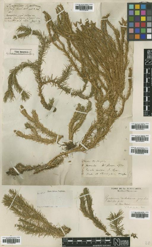 Lycopodium dichotomum Jacq. - BM000936844