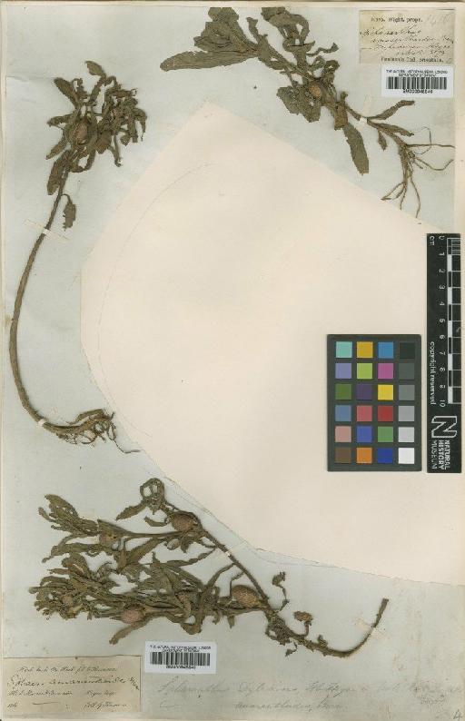 Sphaeranthus amaranthoides Burm.f. - BM000945845