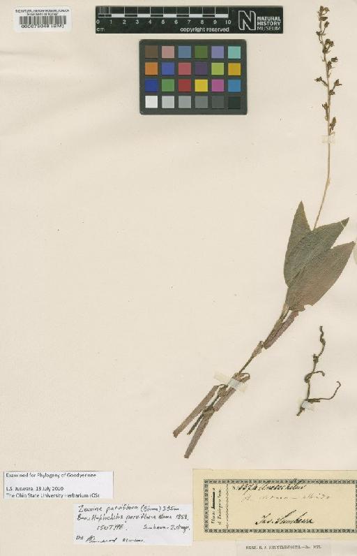 Zeuxine parviflora (Blume) J.J.Sm. - BM000076048