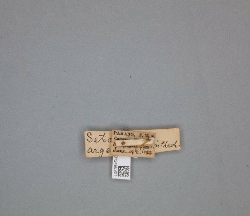 Setodes argentiferus McLachlan, 1871 - 012498921_261478_1756448