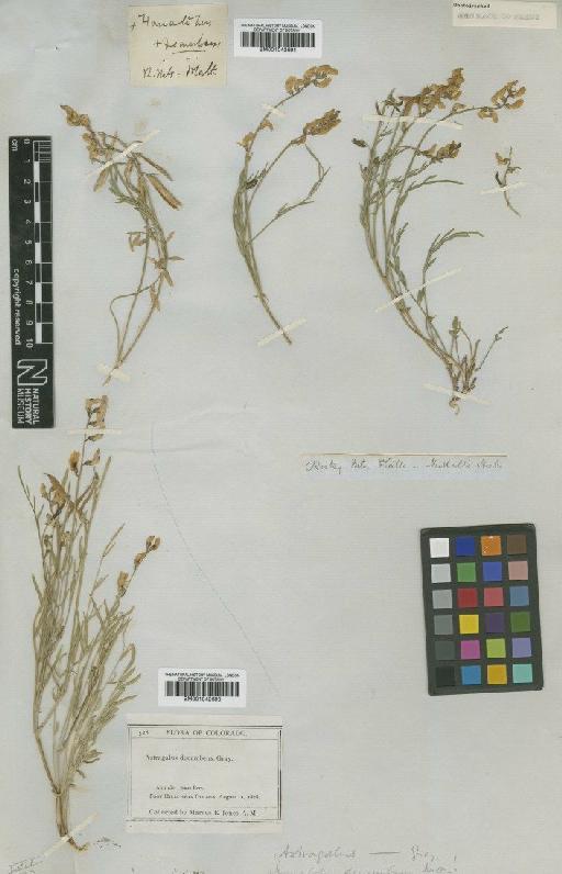 Astragalus miser var. decumbens (Nutt. ex Torr. & A.Gray) Cronquist - BM001042691