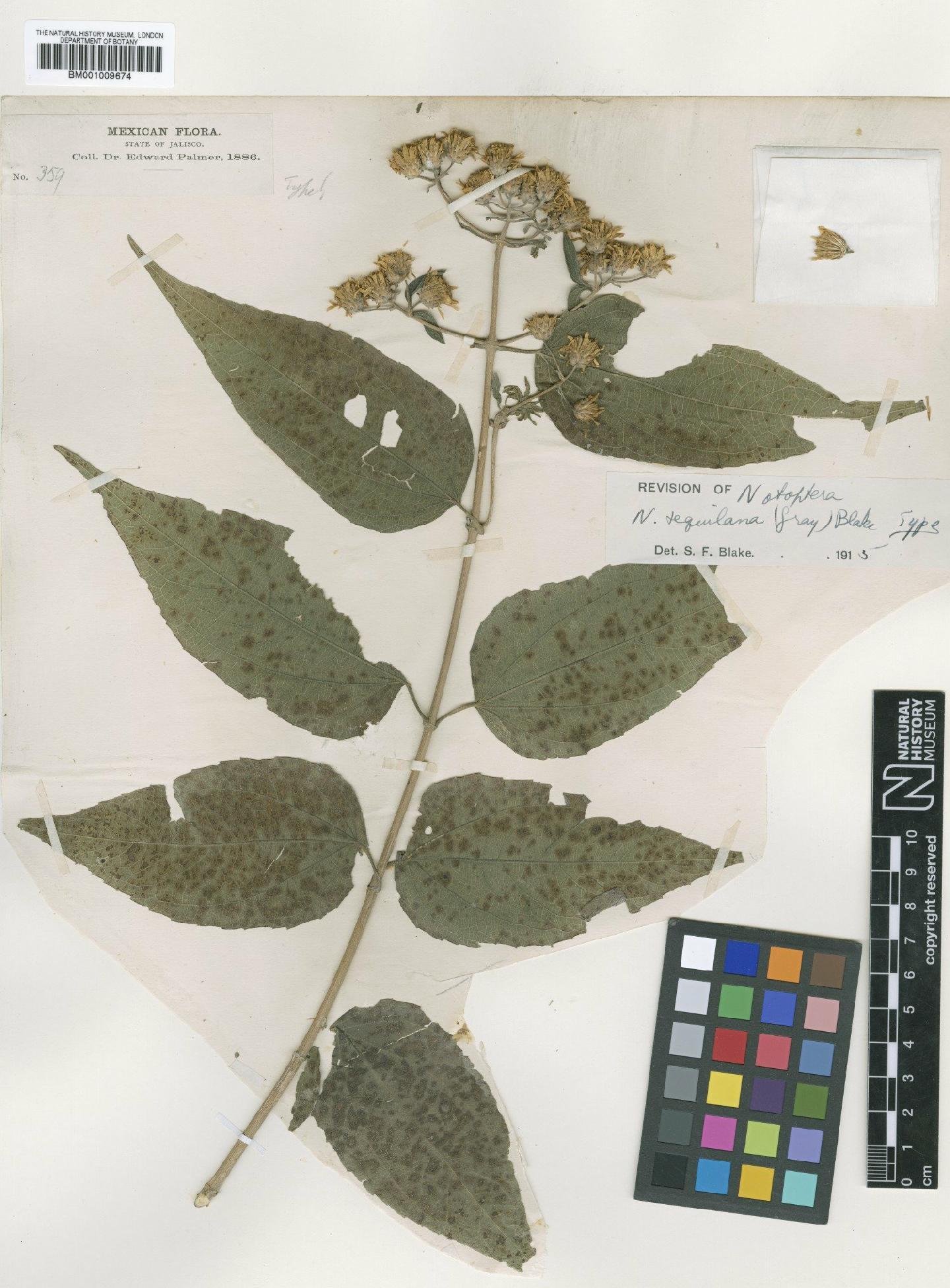 To NHMUK collection (Otopappus tequilanus (A.Gray) B.L.Rob.; Type; NHMUK:ecatalogue:617757)
