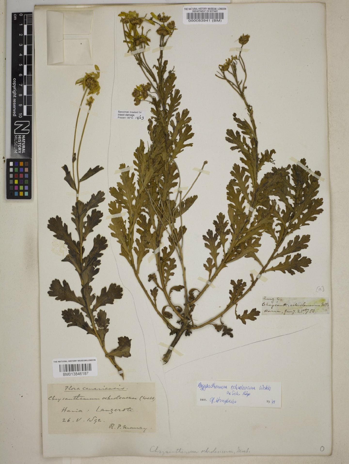 To NHMUK collection (Argyranthemum maderense (D.Don) Humphries; NHMUK:ecatalogue:9073707)
