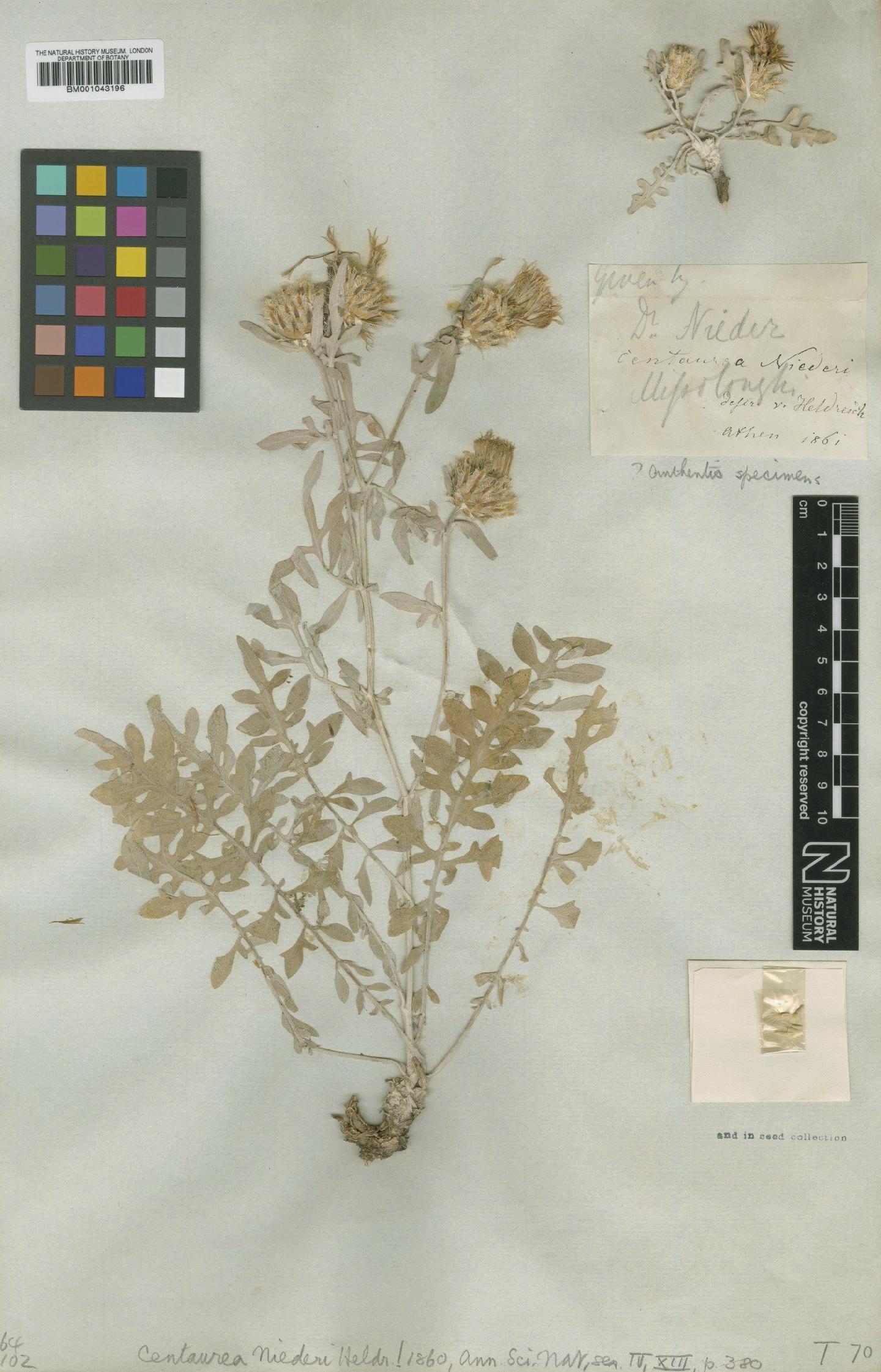 To NHMUK collection (Centaurea niederi Heldr.; Type; NHMUK:ecatalogue:1987828)