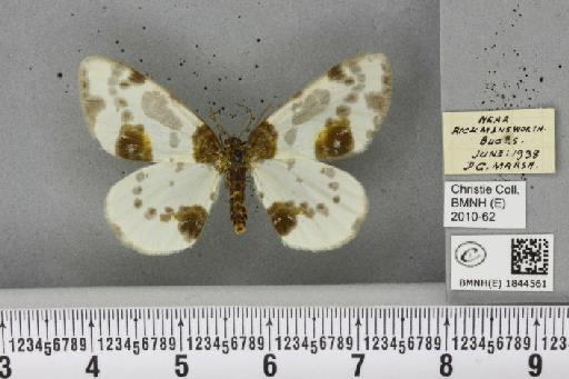 Abraxas sylvata (Scopoli, 1763) - BMNHE_1844561_419102