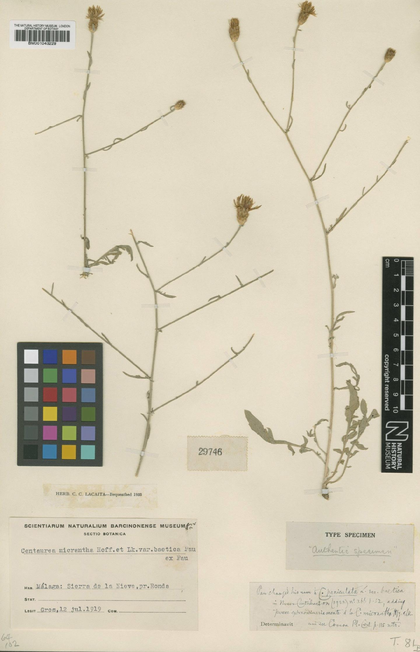 To NHMUK collection (Centaurea paniculata subsp. castellana (Boiss. & Reut.) Dostal; Type; NHMUK:ecatalogue:1988429)