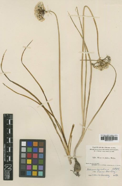 Allium canadense var. fraseri Ownbey - BM001042010
